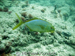 Yellowtail Snapper on the inside reef at Lauderdale by th... by Michael Kovach 